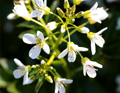 Cardamine Amara L. Europe (Brassicaceae) 1F