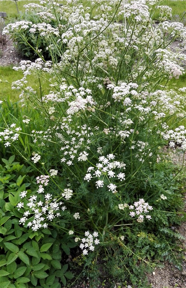 Carum Carvi L. (Apiaceae) 1F