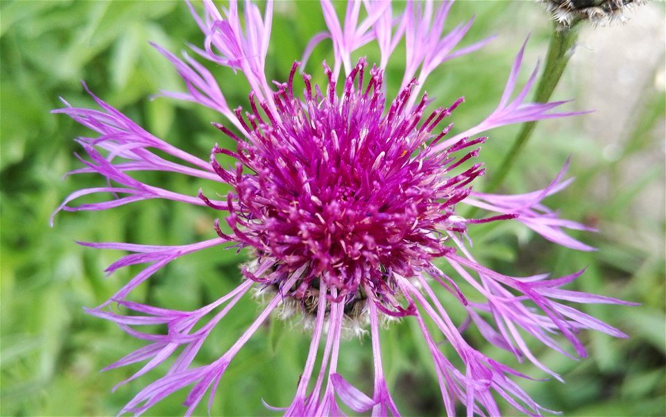 Centaurea Scabiosa L. (Asteraceae) 4F