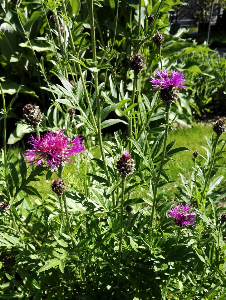 Centaurea Scabiosa L. S.L. (Asteraceae) 1F