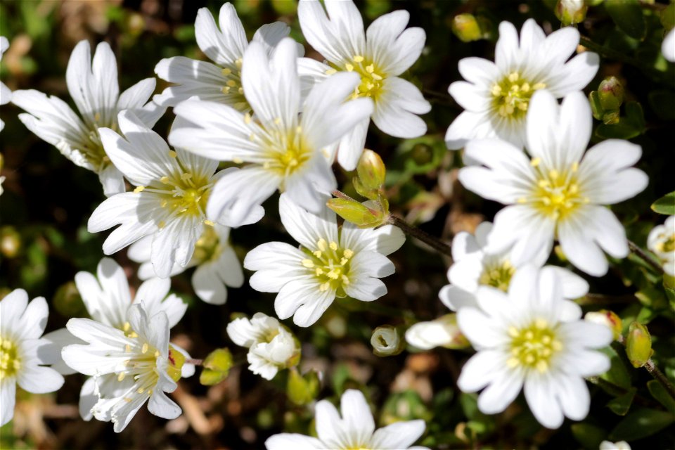 Cerastium Austroalpinum Kunz (Caryophyllaceae) 2F