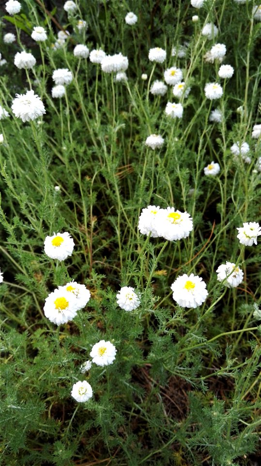 Chamaemelum Nobile All. (Anthemis Nobilis L.) 1F