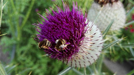 Cirsium Eriophorum Scop. 4F