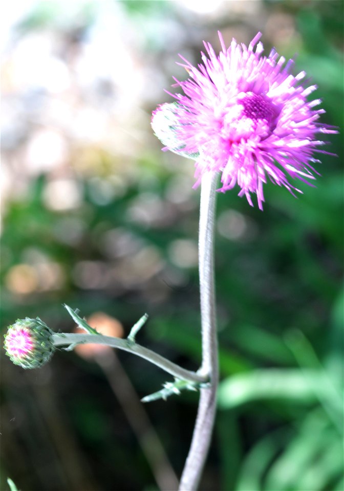Cirsium Tuberosum (L.) All. 1F