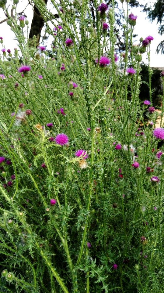 Cirsium Vulgare Ten. (C. Lanceolatum Scop.) 2F