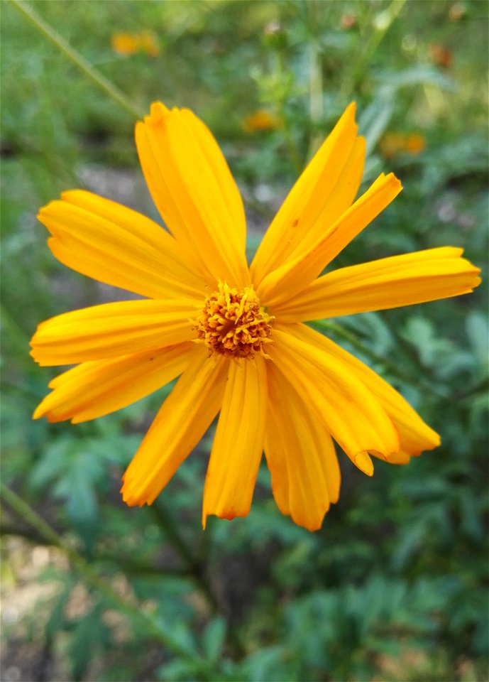 Cosmos Sulphureus Cav. 2F photo