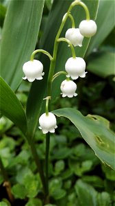 Convallaria Majalis L. (Liliaceae) 2F