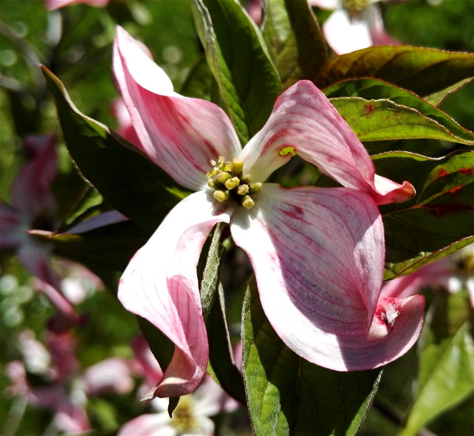 Cornus Florida Fo. Rubra (Weston) Schelle, (Cornaceae) 2F