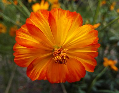 Cosmos Sulphureus Cav. 5F photo