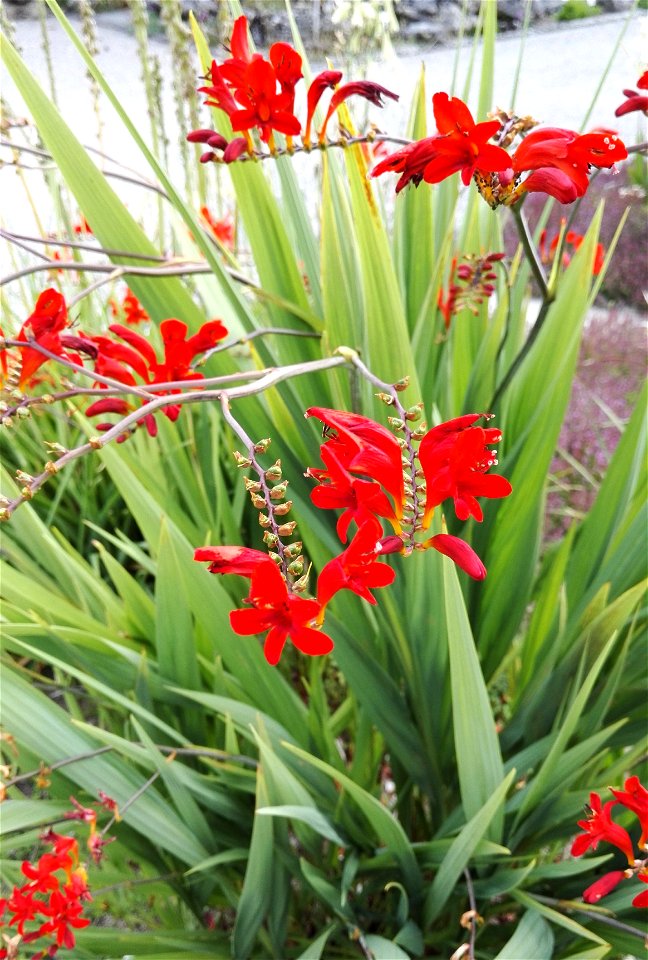 Crocosmia Masoniorum (L. Bolus) N.E.Br. 1F