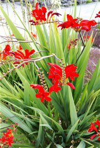 Crocosmia Masoniorum (L. Bolus) N.E.Br. 1F