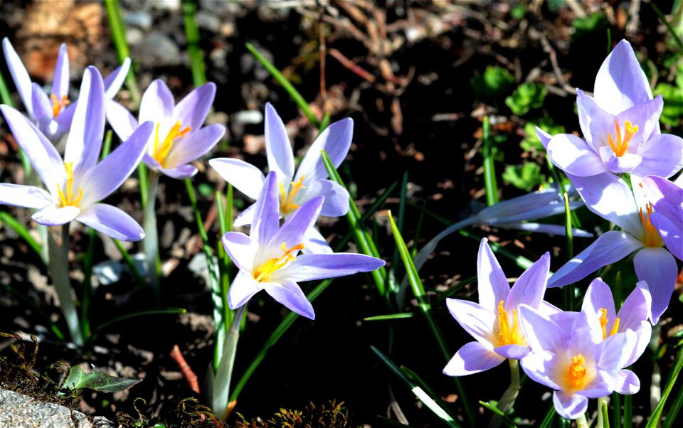Crocus Etruscus Parl. (Iridaceae) 1F