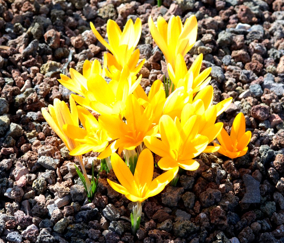 Crocus Flavus Weston (C. Maesiacus Ker Gawler) (Iridaceae) 2F
