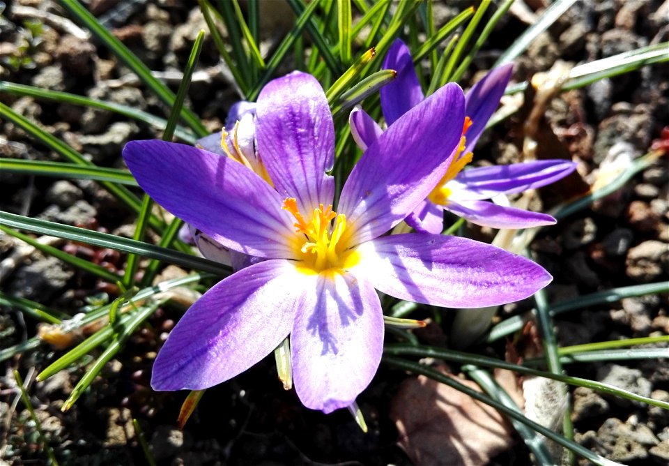 Crocus Imperati Ten. (Iridaceae) 2F