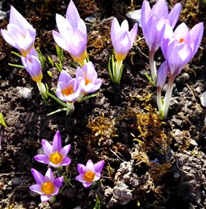 Crocus Sieberi Ssp. Atticus (Boiss. Et Orph.) B. Mathew (Iridaceae) 1F