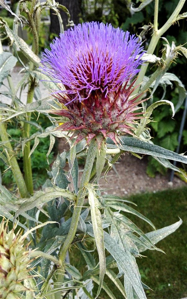 Cynara Cardunculus Ssp. Cardunculus L. 6F