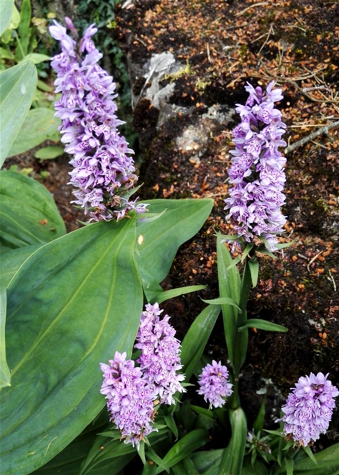 Dactylorhiza Maculata (L.) S.Oo 5F