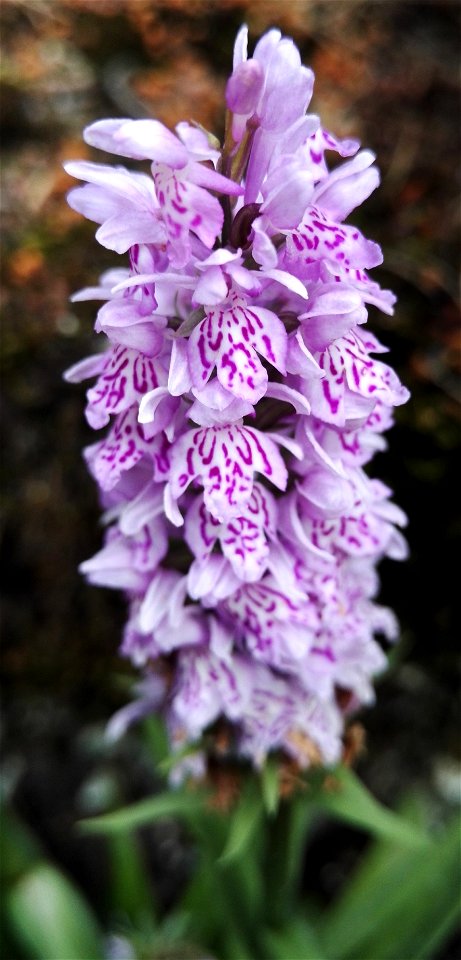Dactylorhiza Maculata (L.) S.Oo 7F