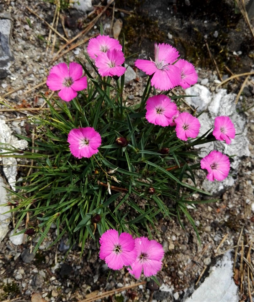 Dianthus Glacialis Haenke (Caryophyllaceae) 1F