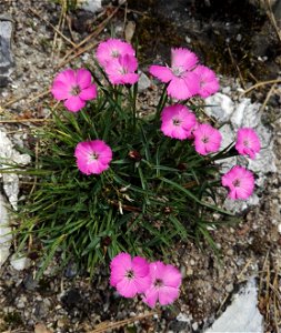 Dianthus Glacialis Haenke (Caryophyllaceae) 1F