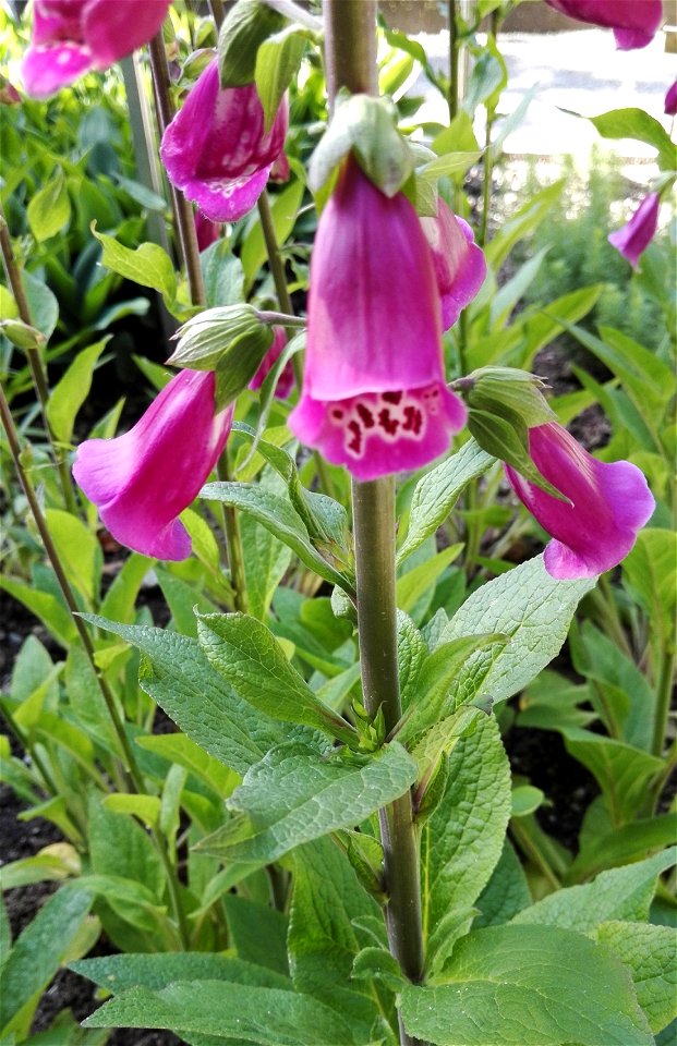 Digitalis Purpurea L., (Scrophulariaceae) 2F