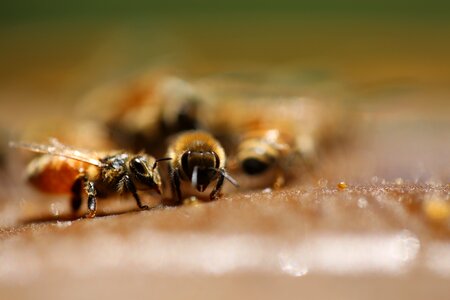 Wildlife little bee