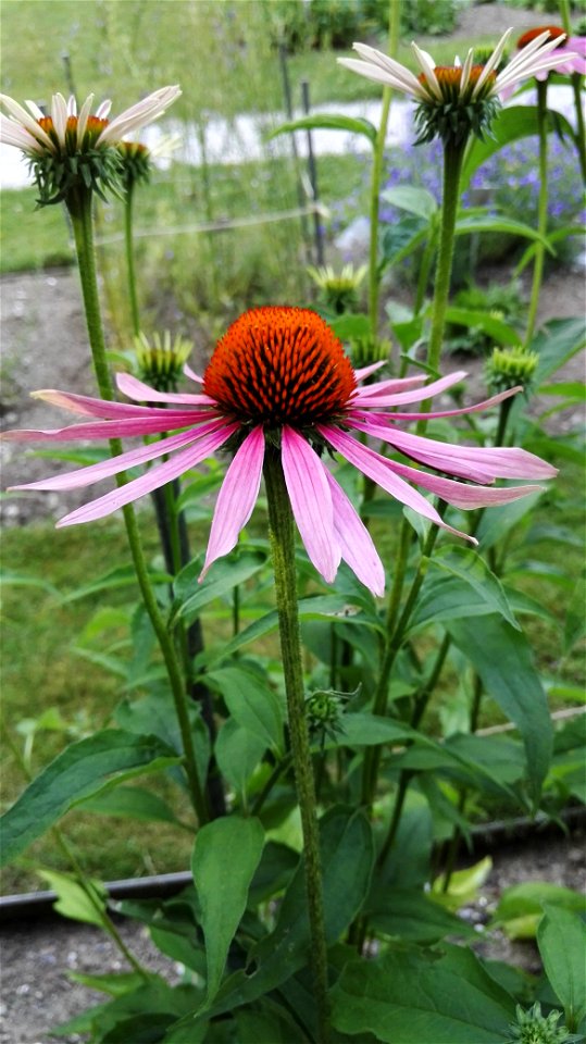 Echinacea Purpurea (L.) Moench 2F