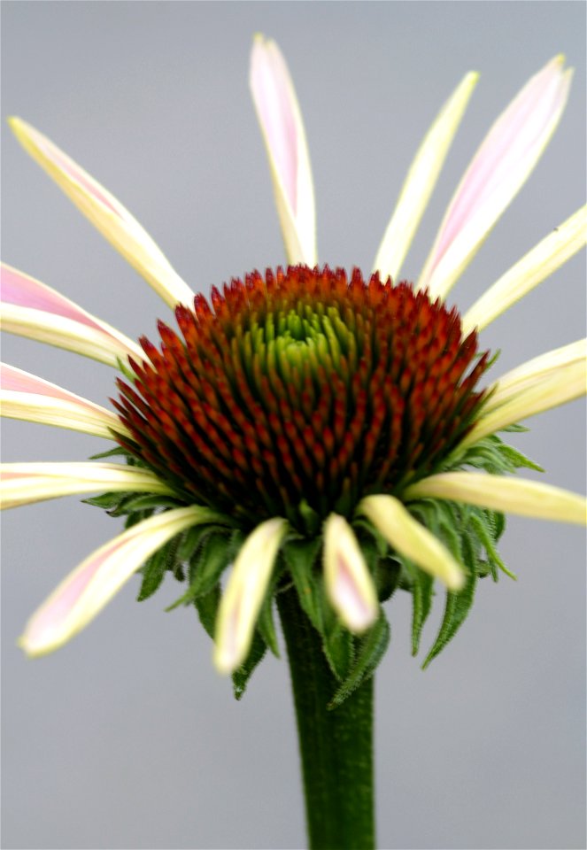 Echinacea Purpurea (L.) Moench 5F