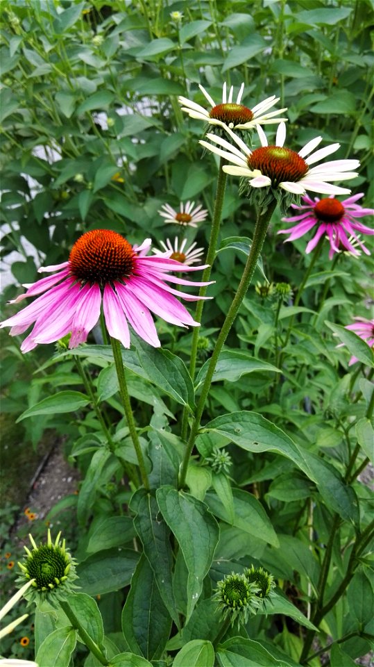Echinacea Purpurea (L.) Moench 3F