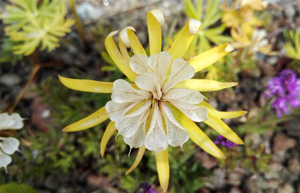 Eranthis Cilicica Schott Et Kotschy (Ranunculaceae) 4F
