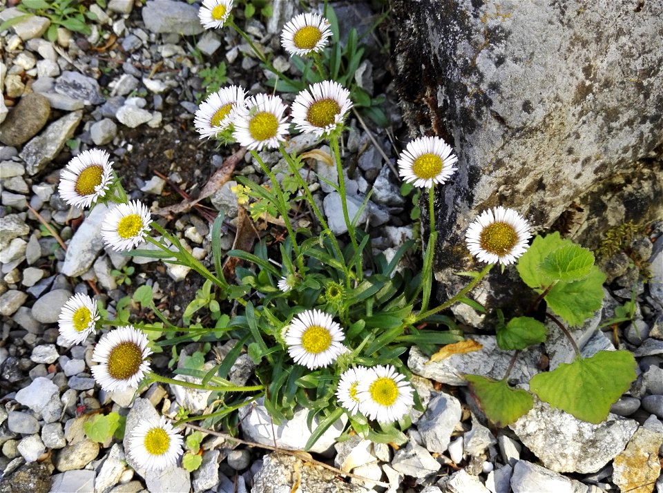 Erigeron Glabratus Bluff Et Fingerh. (Asteraceae) 1F