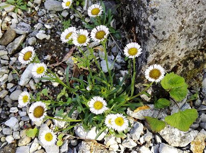 Erigeron Glabratus Bluff Et Fingerh. (Asteraceae) 1F photo