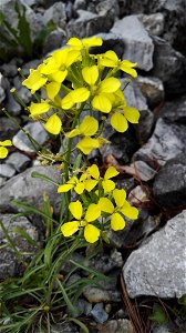 Erysimum Rhaeticum (Hornem.) Dc (Brassicaceae) 2F
