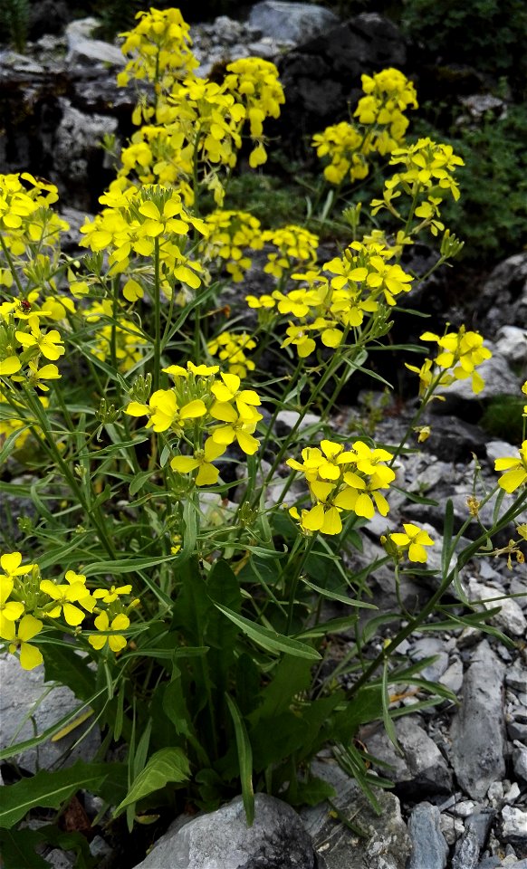 Erysimum Rhaeticum (Hornem.) Dc (Brassicaceae) 1F