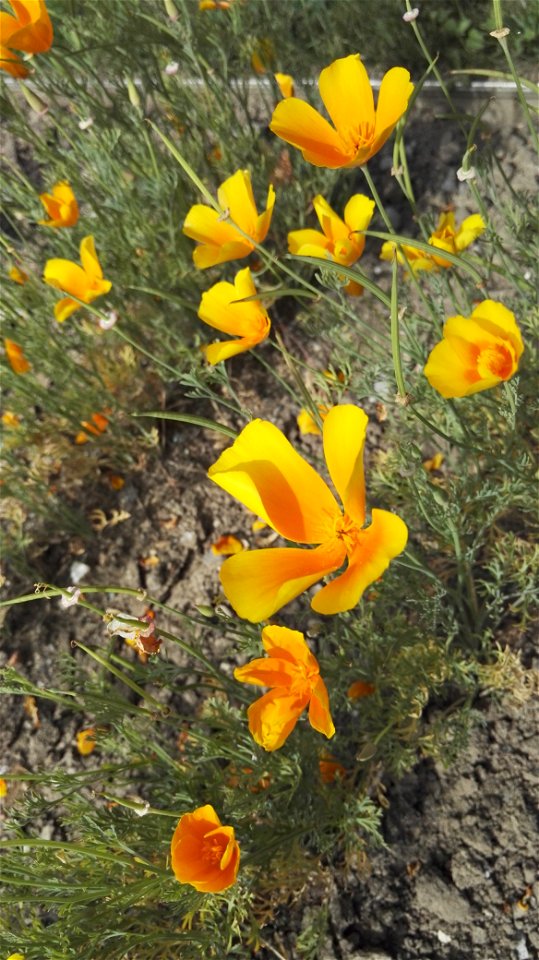 Eschscholzia Californica Cham. 1F