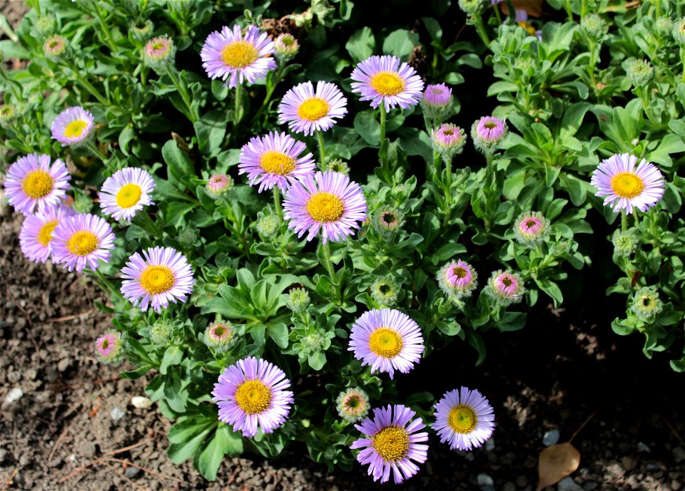 Erigeron Glaucus Ker Gawl. 1F