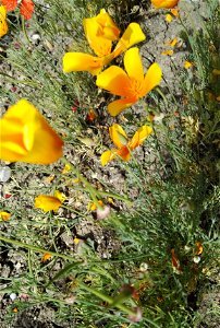 Eschscholzia Californica Cham. 2F photo
