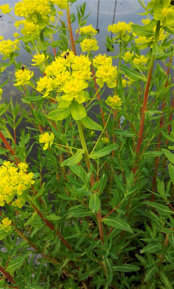Euphorbia Palustris L. (Euphorbiaceae) 2F