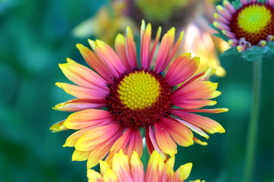 Gaillardia Aristata Pursh 3F