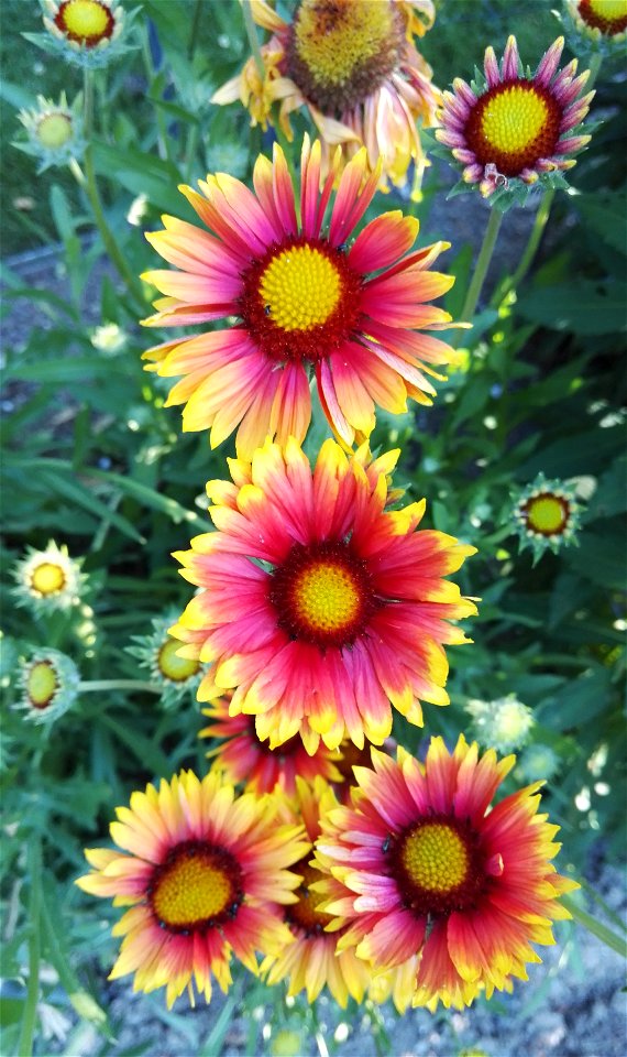 Gaillardia Aristata Pursh 2F