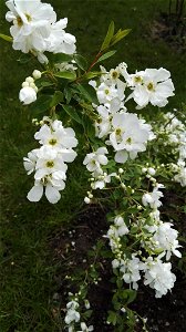 Exochorda Racemosa L. (Rosaceae) 2F