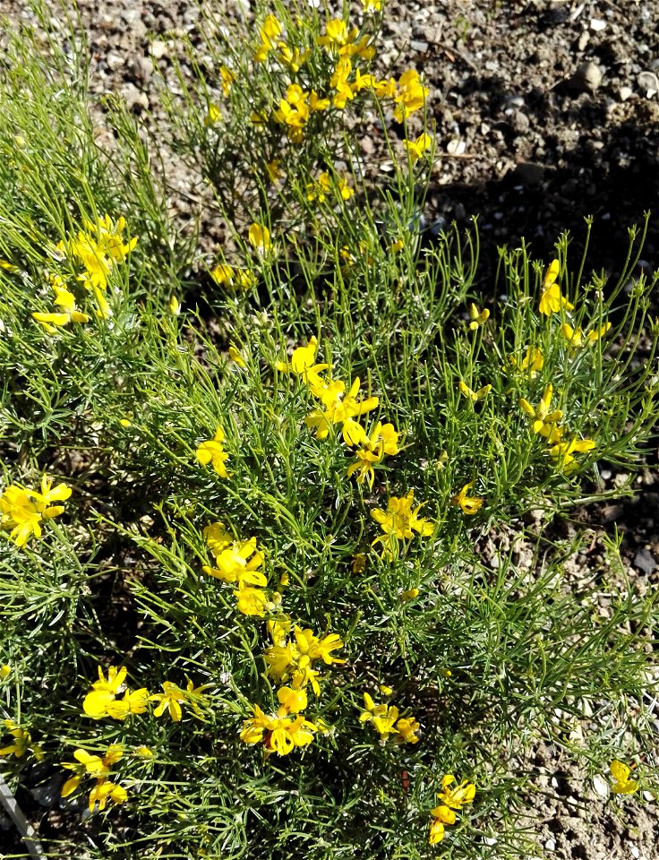 Genista Radiata (L.) Scop. (Fabaceae) 1F photo