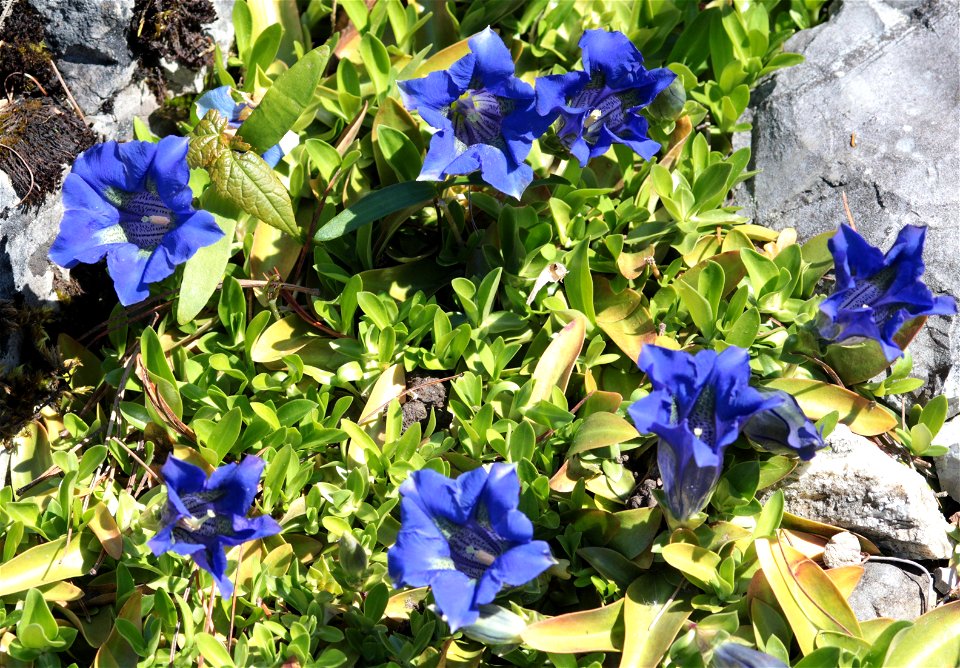 Gentiana Acaulis L G. Kochiana Perr. Et Songeon (Gentianaceae) 5F