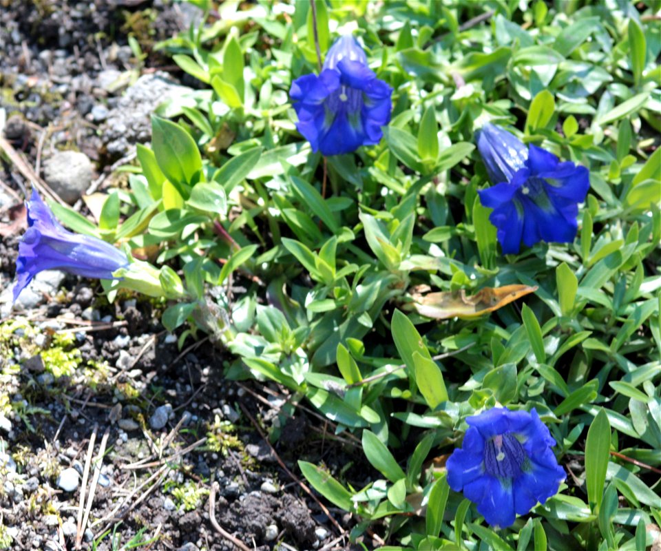 Gentiana Acaulis L. G. Kochiana Perr. Et Songeon (Gentianaceae) 1F