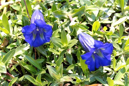 Gentiana Acaulis L. G. Kochiana Perr. Et Songeon (Gentianaceae) 2F photo