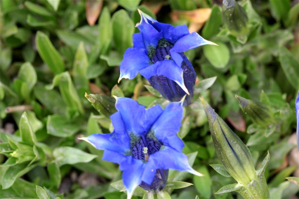 Gentiana Angustifolia (Gentianaceae) 3F