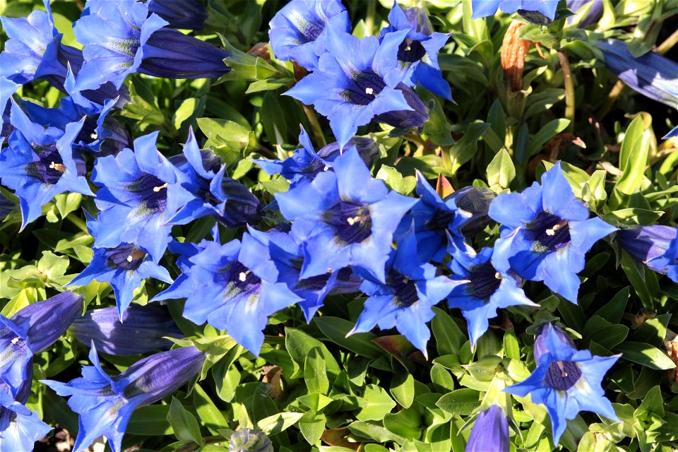 Gentiana Angustifolia Vill. (Gentianaceae) 6F