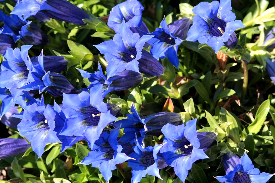 Gentiana Angustifolia Vill. (Gentianaceae) 7F