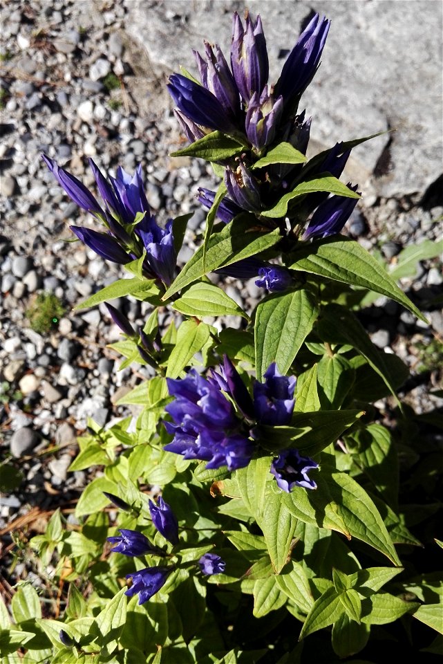 Gentiana Asclepiadea L. 2F photo