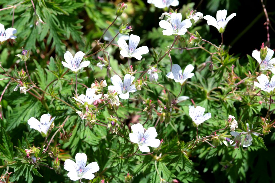 Geranium Sylvaticum L. (Geraniaceae) 1F